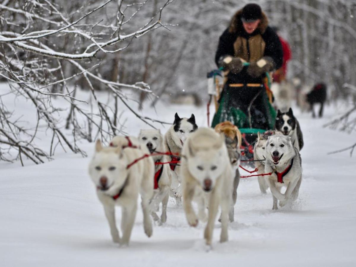 dogs sledding in the snow